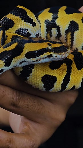 18 reactions | Pastel sure looks good on a Burmball yeesh! . . . #eternalmorphs #burmball #ballpython #burmesepython #python #snakesofinstagram #reptilesofinstagram #snake #livingart #ballpythonthailand #볼파이톤 #뱀 #ヘビ #ボールパイソン #爬虫類 #蛇 | Eternal Morphs | Facebook