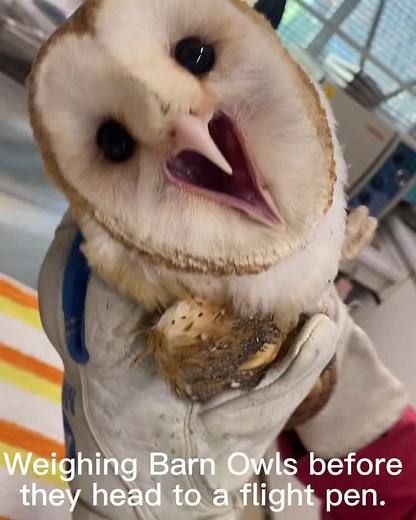 OWL Wildlife Rehabilitation on Instagram: "Did you know Barn Owls don’t hoot they have a series of screeching, hissing, and screams instead? While moving a few barn owl patients from one area to a large pre-release flight pen, we took some short videos to share one of their defence mechanisms they use to scare potential predators away. Thanks to our ‘volunteer’ Katelyn, 11, for editing together this video for us to share. #OWLrehab #RescueRehabRelease #WildlifeRehabilitation #RaptorRehabilitatio