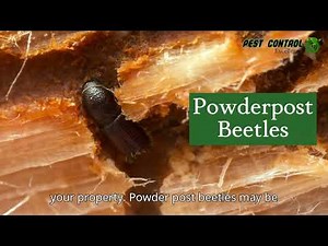 Tiny Beetles, Massive Damage: Powderpost Beetles & How to Protect Your Property!