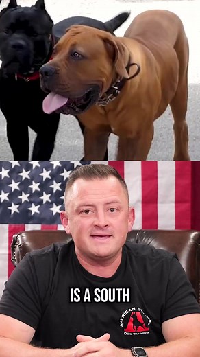 232K views · 5.2K reactions | Is the SOUTH AFRICAN BOERBOEL Right for You? #dog #dogs #puppy #southafricanboerboel #boerboel #doglover #fyp | American Standard Dog Training | Facebook