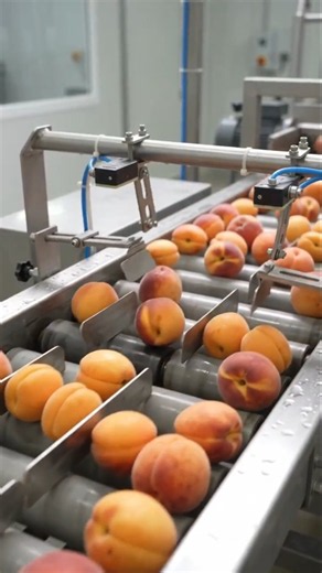 How Apricot Peach Jam Is Made in a Modern Food Factory 🍑 | Food Processing
