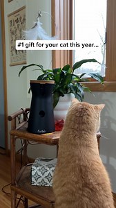 2.9K views · 2.9K reactions | Walking in a Whisker Wonderland ❄️....