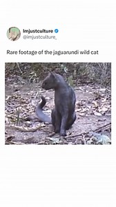 Fascinating cat 😮😍 | We Are Nature