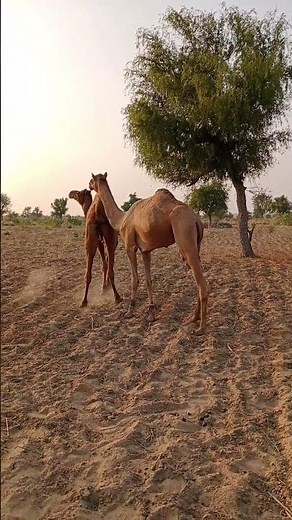 The impact of camel spider bites on women.Camel spider bite impact on women.#cemal #desertadventures