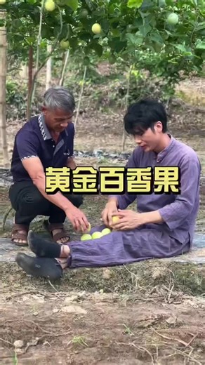 Tonight at 8 o'clock sharp, I will share the golden passion fruit with Uncle Liu in the live broadcast room. Remember to come#RuralLife #QinmiNo.9 #PassionFruit