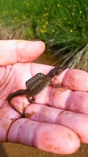 SLUX on Instagram: "A mutant lizard or a dinosaur"