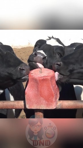 1.4M views · 4.6K reactions | Sapi Jilat Garam #sains #viral #teknologi #edukasi #faktaunik #trending #unik #faktamenarik | DelishaDaanish | Facebook