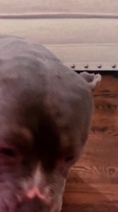 4.3K views · 116 reactions | Mini vanity unboxing for my fur child #mini #unboxing | Julie Kay | Facebook