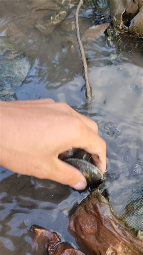 How to find scallops 🐚🐚#fishing #fyp #Crab