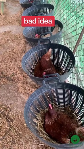 Starting Small Poultry Farming in Ghana: Tips and Tricks