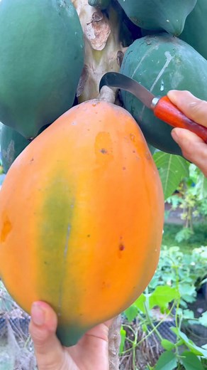 Harvest juicy and sweet papaya fruit - For fruit lovers | Jack TG