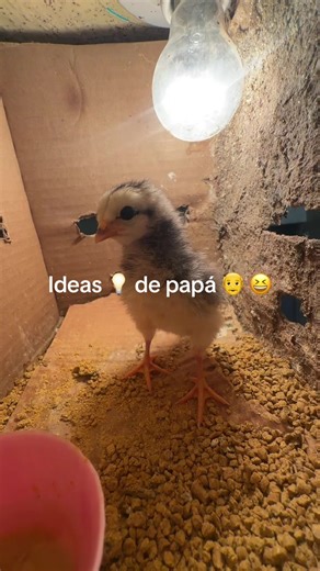 #papa #inventos #mexico #viralvideo #teamopapa | mexican dad gift ideas