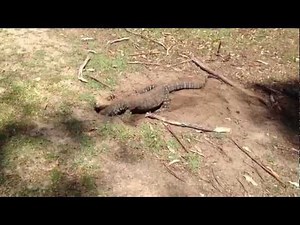 australian lizard swallows a rabbit on golf course