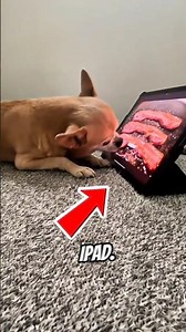 eating on a tablet is crazy bro😭