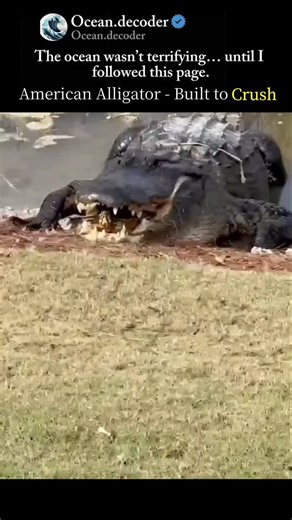 Ocean on Instagram: "American Alligator - Built to Crush This isn't just a predator. It's a living hydraulic press. The American alligator delivers one of the most powerful bite forces on Earth - a level of raw pressure designed to end a fight instantly. Bite Force: Up to 2,980 PSI- stronger than most land predators Jaw Design: Massive muscles built for crushing and holding prey Deadly Balance: Closing power is extreme... opening power is weak Chilling Fact: With enough force, an alligator's jaw