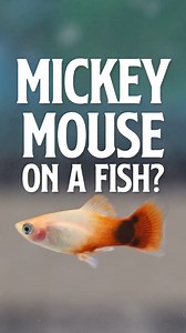 Say hello to the Sunburst Mickey Mouse Platy🌞🐠 The perfect pop of color for your aquarium! With its golden-yellow body, fiery orange tail, and a signature black "Mickey Mouse" marking, this vibrant fish is as hardy as it is stunning. Whether you're a newbie or a someone that's been in the hobby awhile, this little beauty would be a great addition to any tank! Check them out here:☀️ https://bit.ly/3XctnSy Other Helpful Links: 🔔 Subscribe and follow along on our journey: https://bit.ly/485ea8U 