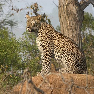 281K views · 7.3K reactions | Listen as a female leopard calls out...