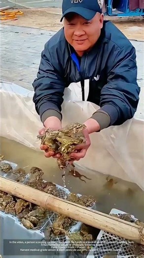 Toad Farming Hacks : Cash from Venom + Free Pest Control ! 🌍💸