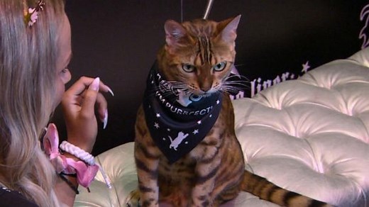 World's most famous Instagram cats and feline lovers gather for CatCon