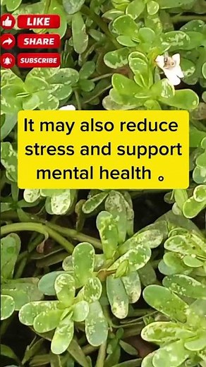 This Tiny Plant Boosts Your Brain 😳🌱 | Bacopa Benefits