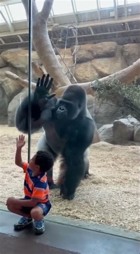 Kid Shows Off a Handstand… Gorilla Joins IN