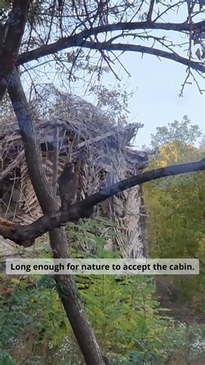 The day a falcon visited the cabin