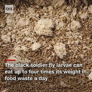 56K views · 877 reactions | These maggots are being farmed to eat human food leftovers. But that's not the only way they're useful -- their waste is turned into plant fertilizer, their bodies can become animal feed, and their cocoons contain valuable minerals: https://cnn.it/3kWiPnk | CNN International | Facebook