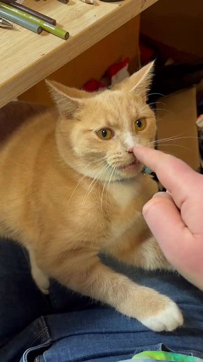 When You Boop the Cat Nose: Unexpected Reaction!