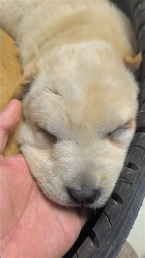 Watch 15 Seconds: Piggy Dog's Magical Vanishing Act