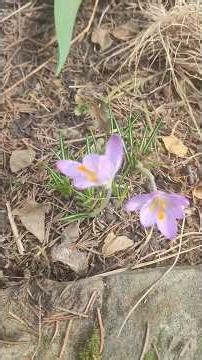 Spring Magic Is Here — Time to Create Beauty💖🥀🌷🌺#plants #flowers #farm #spring