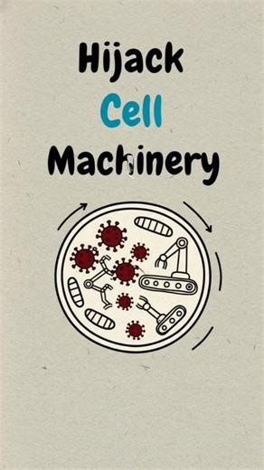 Virus Explained in 30 Seconds