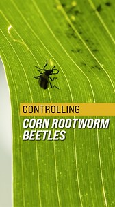 Controlling Corn Rootworm Beetles | Ag PhD