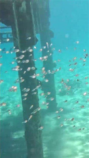 ✨ Mesmerizing Glassfish School at the Pier 🐟🌊