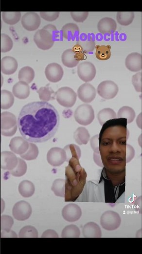 Conoce al monocito: ATLAS de hematología