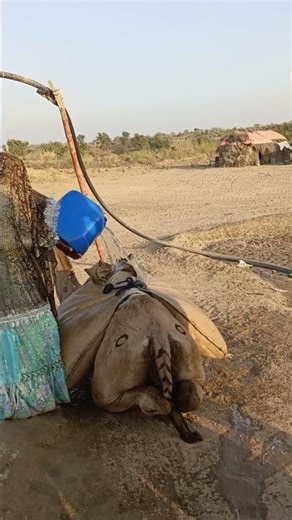 In the Thar desert, women are filling water on camels.