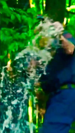 Missouri Common Snapping Turtle #turtle #snappingturtle