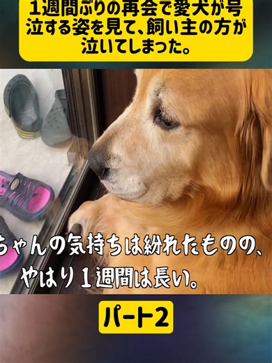 愛犬との再会で号泣した飼い主の涙