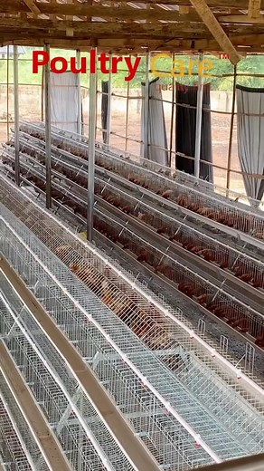 Large and small-scale poultry farmers trust Poultry Care for their cages and birds. You should too. Why compromise on quality when you can have professionals from Poultry Care handle your project? We install high-quality cages or pocket friendly cages, and stock your farm with our prolific point-of-lay hens, ensuring your operation runs smoothly and efficiently. Contact us today by calling or sending a WhatsApp message to our office hotline at 2349164777477. Let us help you achieve success in yo