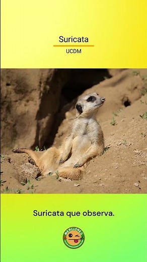 Suricata – Suricata que observa – #UCDM