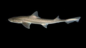 First shark sound recordings captured by researchers, study shows