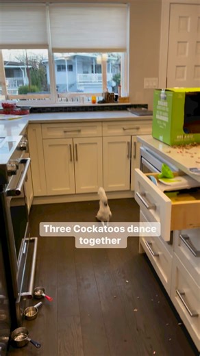 35K views · 1.8K reactions | Three cockatoos dancing together. #animals | Lucky Lou and Coco Too | Facebook