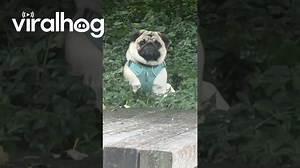 Pug smiling and pouting - Offbeat