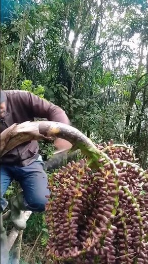 Techniques for harvesting palm fruit from palm trees