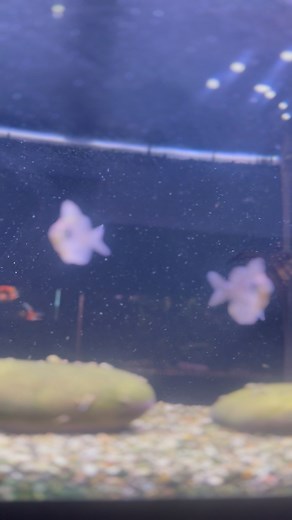 11 reactions | It’s a fish I have never seen before how about you!! 勞 #humpheadglassfish #glassfish #tropicalfish #casualaquatics #finspiratioaquatics #oddballfish #fish #uniqefish | Shawn Wisnasky | Facebook