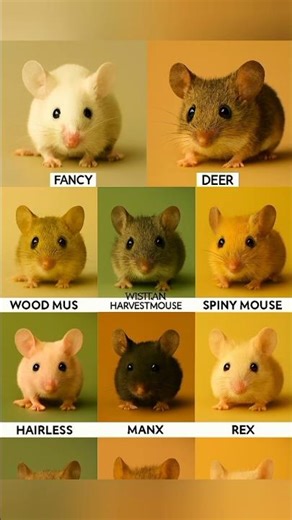10 Mouse Breeds Name Collection With Pictures #Mouse #Rat #Breeds #Name #English #Words #Students