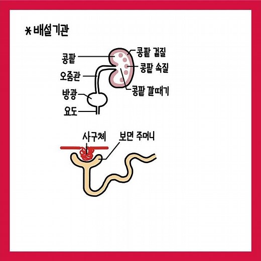 [중2 과학] 배설기관 #shorts