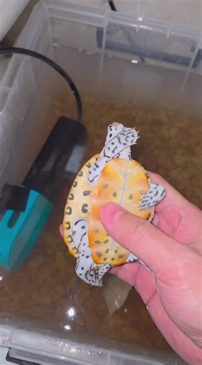 Texas Diamondback Terrapin, a species that becomes more attractive as it grows larger#diamondbackterrapin #texasdiamondbackterrapin #terrapin #turtle #christmas