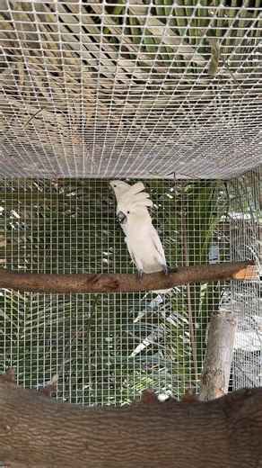 Umbrella Cockatoo Are your ready for the noise of the big birds😁 Make sure you get a legal bird w DENR documentation🦜 | Myko's Aviary