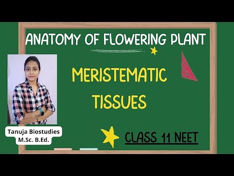 Ch-6 Anatomy of Flowering Plants | Meristematic Tissues | Types of Tissues| Class 11 Biology/NEET