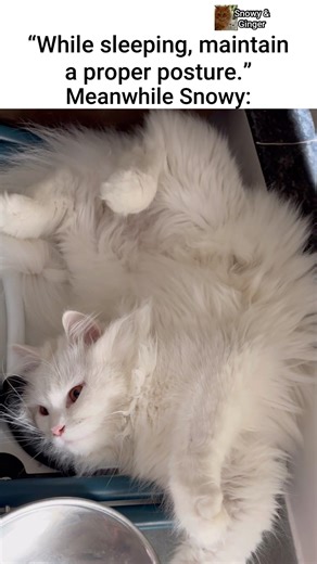Snowy has her own sleeping style 😂#cat #cats #catvideos #cuteanimals